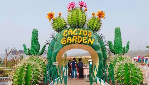 Cactus Garden